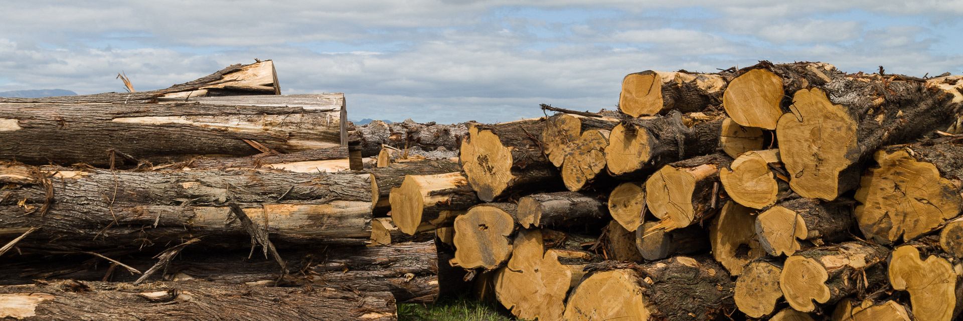 Macrocarpa logs